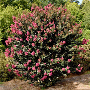 Plum Magic Crape Myrtle