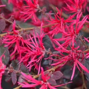 Crimson Fire Loropetalum