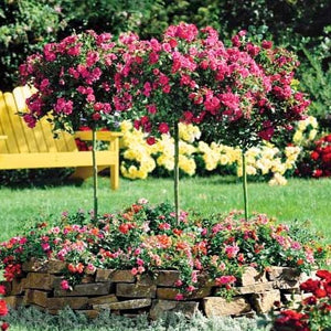 Pink Double Knock Out Rose Tree