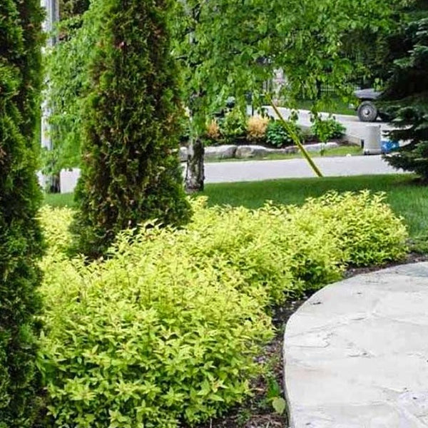Gold Mound Spirea