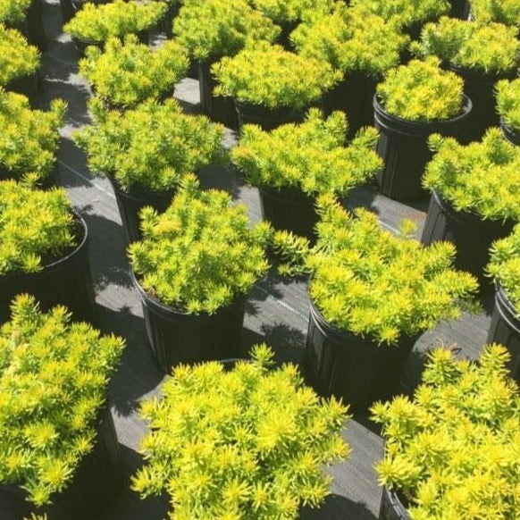 angelina bush succulent Sedum Angelina | Sedum Angelina for Sale