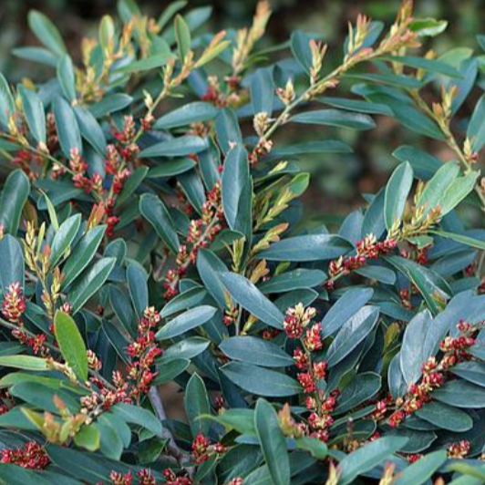 Blue Cascade Distylium - PlantingTree
