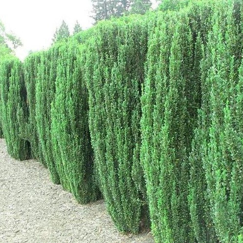 Sky Pencil Holly | Japanese Holly Sky Pencil - PlantingTree