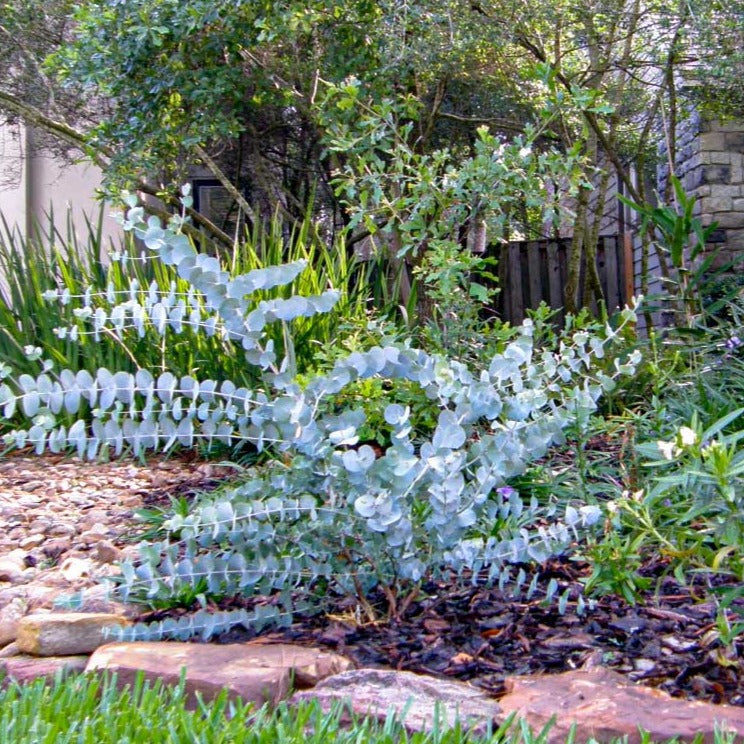 silver dollar eucalyptus potted plant Silver Dollar Eucalyptus | Silver Dollar Eucalyptus Tree