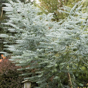 Silver Dollar Eucalyptus
