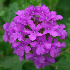 Verbena Homestead Purple