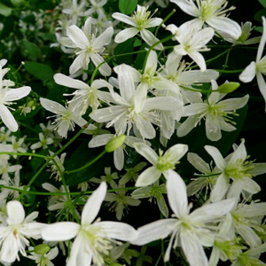 Sweet Autumn Clematis
