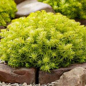 Sedum Angelina