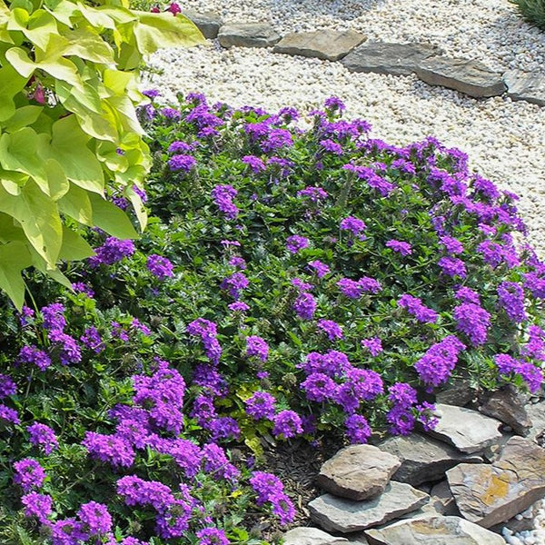 verbena plant in pot Verbena Homestead Purple