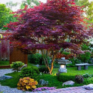 Bloodgood Japanese Maple Tree