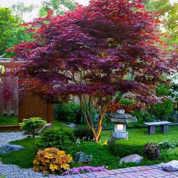 Acer palmatum 'Bloodgood' Red Japanese Maple Tree