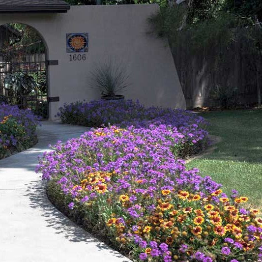 Verbena Homestead Purple