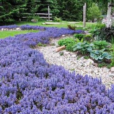 ajuga chocolate chip