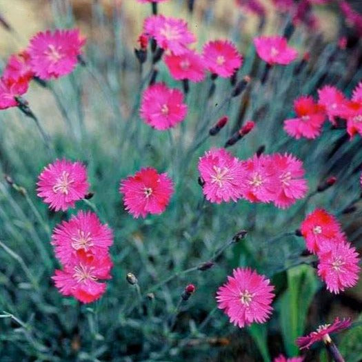 Image of Verbena companion plant for dianthus firewitch
