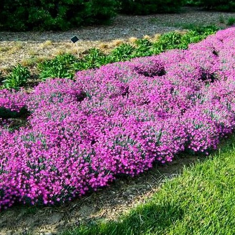 Firewitch Dianthus