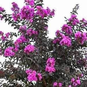 Black Diamond Purely Purple Crape Myrtle Tree