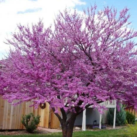 Eastern Redbud | Eastern Redbud Tree for Sale - PlantingTree
