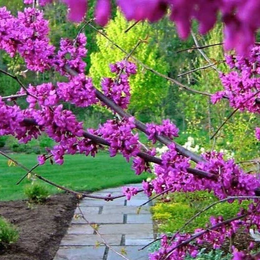 Eastern Redbud