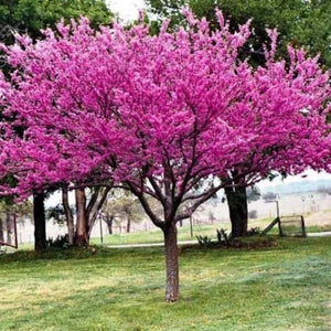 Eastern Redbud | Eastern Redbud Tree for Sale - PlantingTree