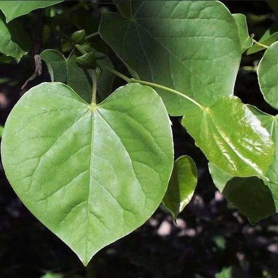Eastern Redbud Tree Leaves