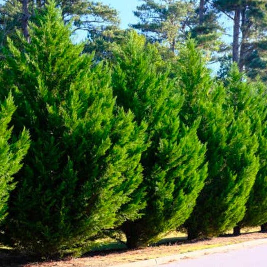Leyland Cypress Privacy Trees