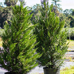 Leyland Cypress in pots