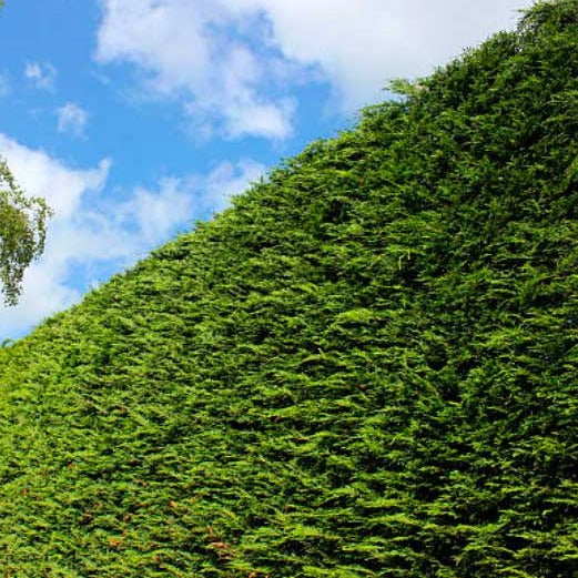 Leyland Cypress Hedge