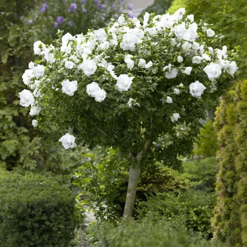 White Drift Rose Tree