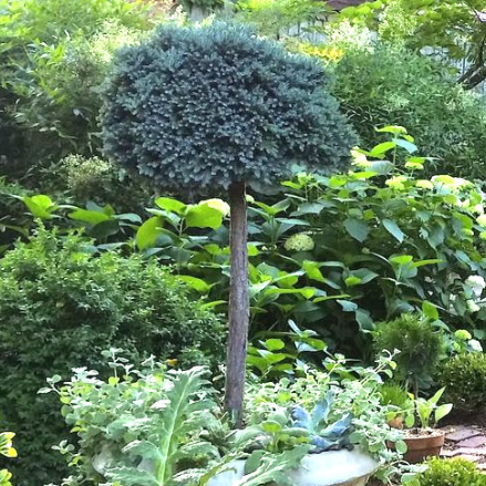 Blue Star Juniper Tree