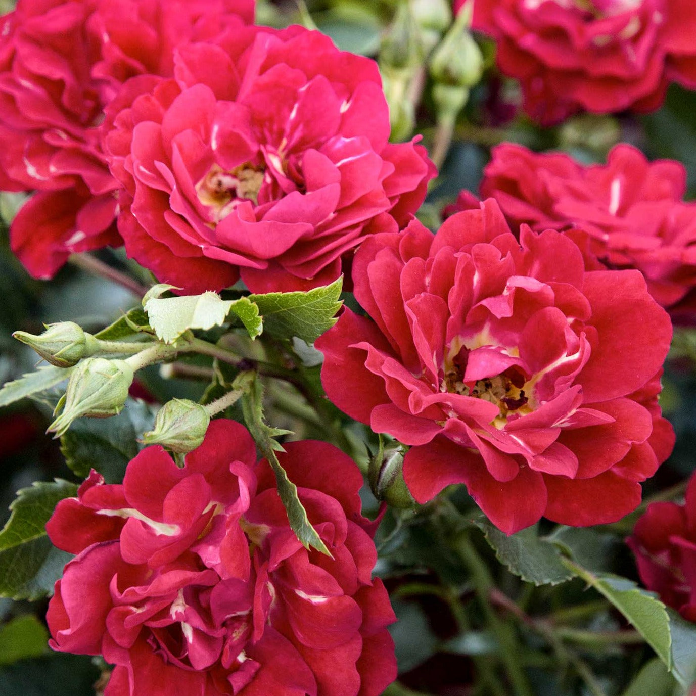 drift rose seeds Red Drift Rose | Ruby Red Blooms