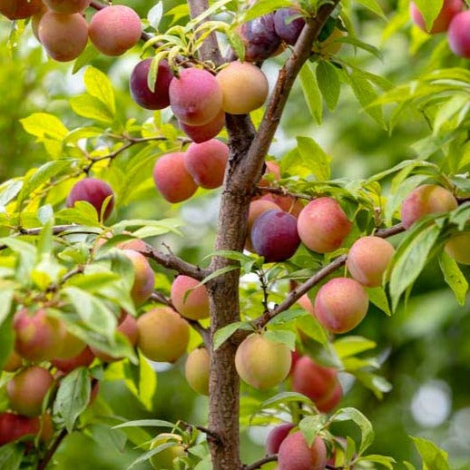 Methley Plum Tree | Methley Plum Tree for Sale - PlantingTree