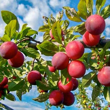 Santa Rosa Plum