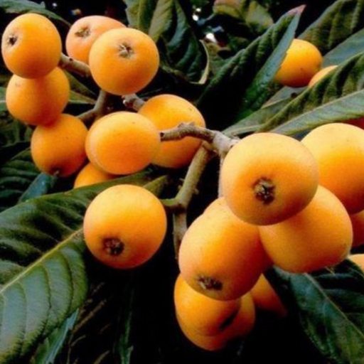 Loquat Tree