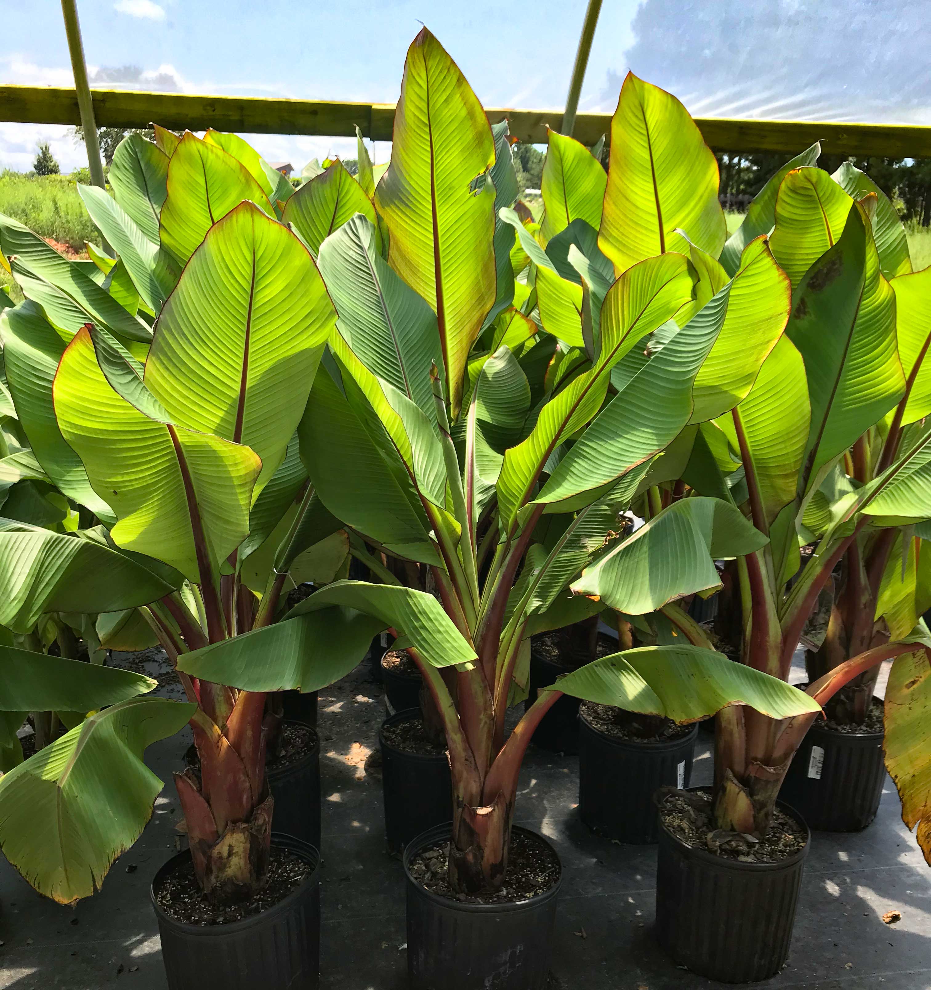 red banana plant care indoor Red Banana Tree