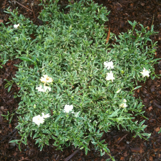 Image of Gardenia radicans 'Variegata' hardy gardenia