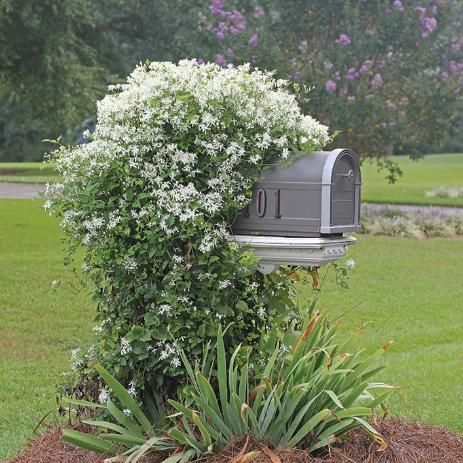 Clematis Paniculata | Sweet Autumn Clematis