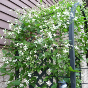 Sweet Autumn Clematis