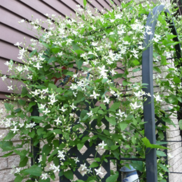 Sweet Autumn Clematis