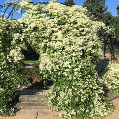 Sweet Autumn Clematis