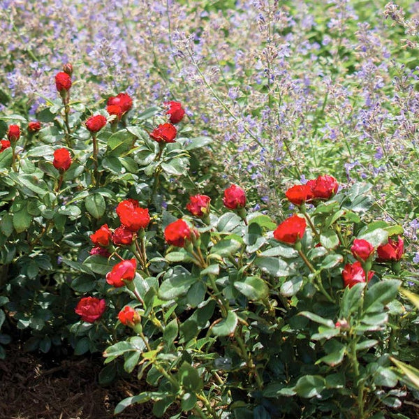 Petite Knock Out® Rose - PlantingTree