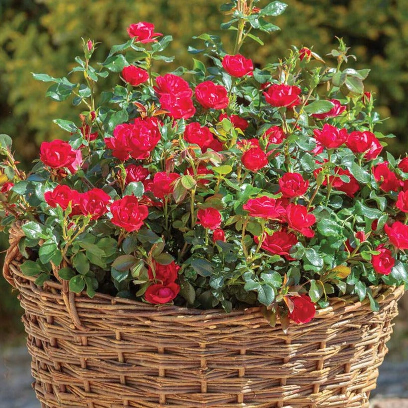 Petite Knock Out® Rose - PlantingTree