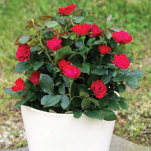 Petite Knock Out® Rose - PlantingTree
