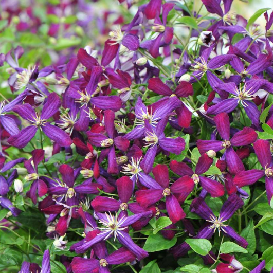 Sweet Summer Love Clematis