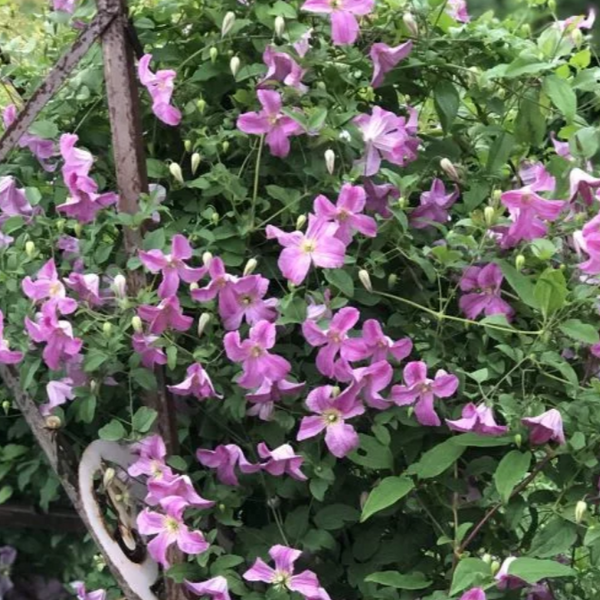 Pink Mink Clematis