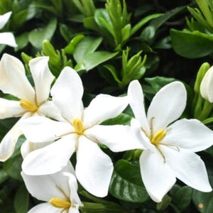 Kleim's Hardy Gardenia
