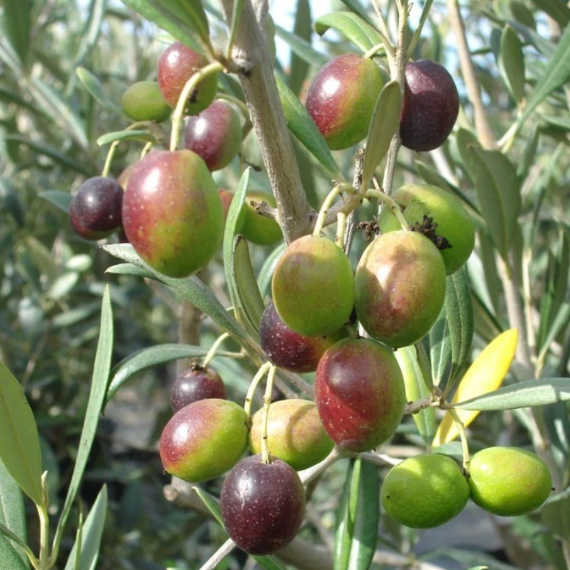 Arbequina Olive Tree  Arbequina Olive Tree for Sale - PlantingTree