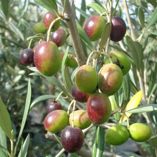 Arbequina Olive Tree