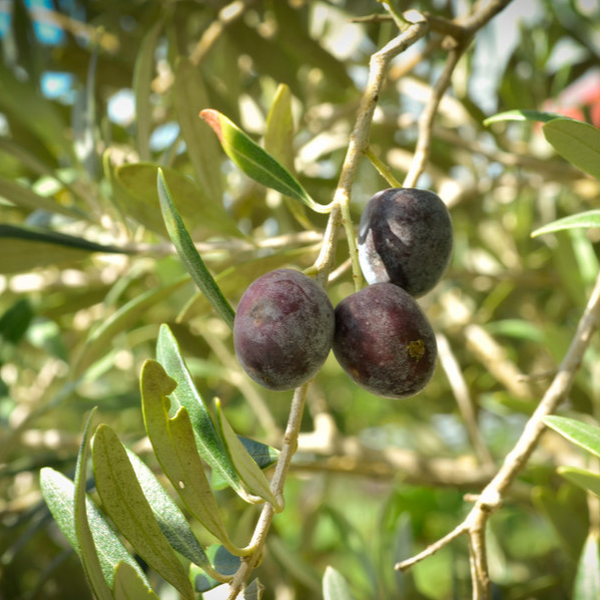 Arbequina Olive Tree