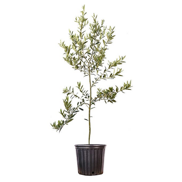 Arbequina Olive Tree Arbequina Olive Tree for Sale PlantingTree
