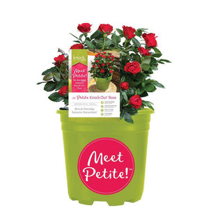 Petite Knock Out Rose